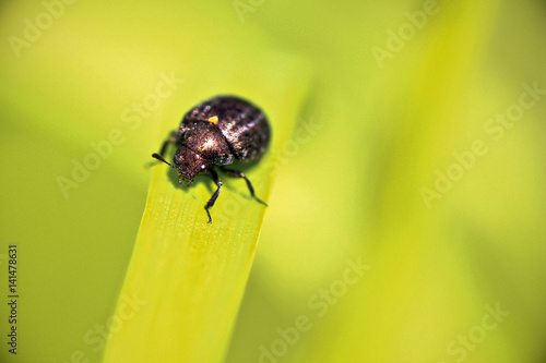 insecte