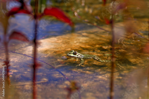 grenouille en surface