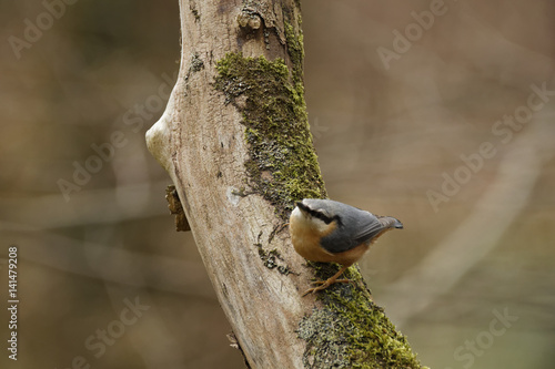oiseau