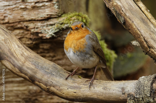 rouge gorge