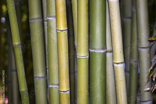 Growing bamboo background