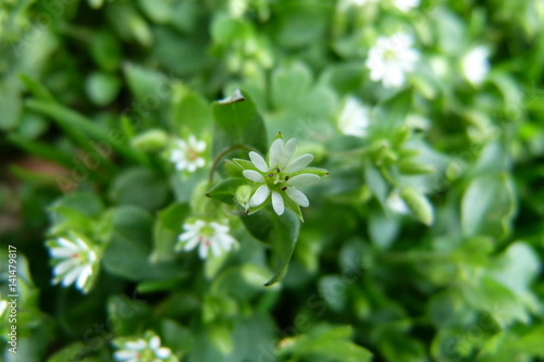 Vogelmiere Blüten und Blätter - Stellaria media - 1