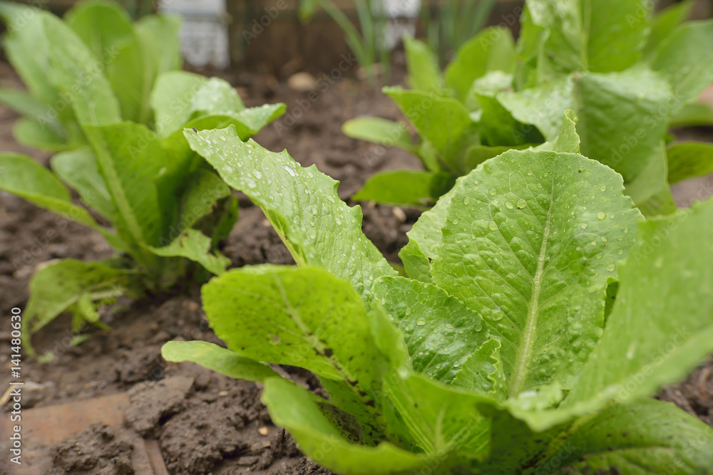 c'est le printemps, plantez vos salades au jardin ! c'est le printemps, plantez vos salades au jardin !