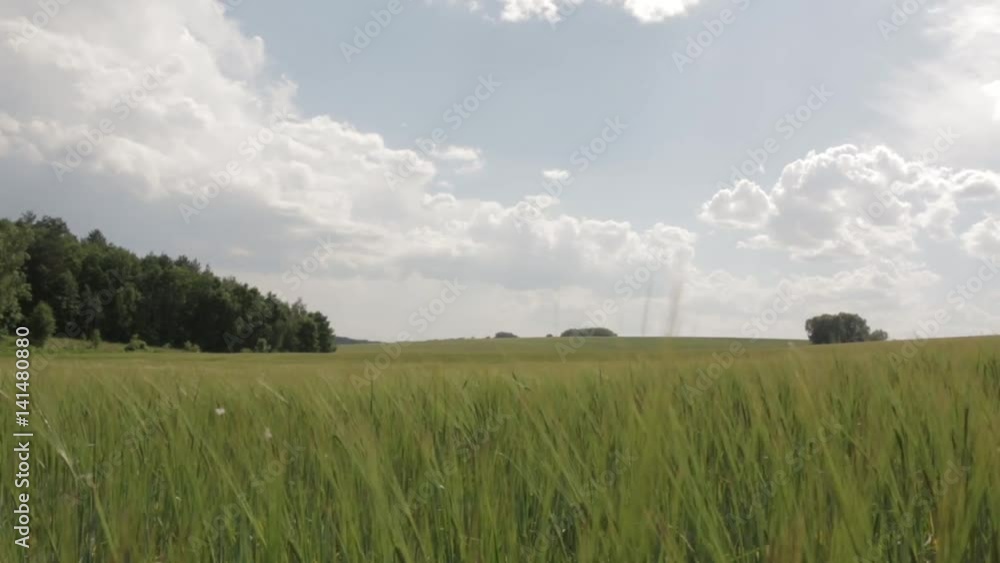 Field of Green Wheat camera movement Field of Green Wheat camera movement