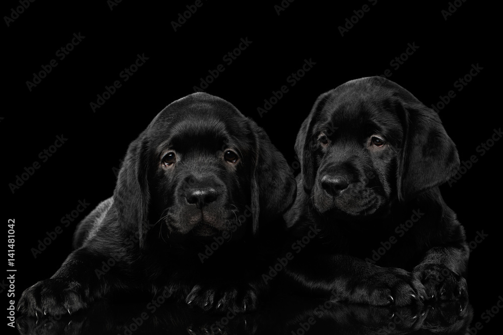 Two gorgeous labrador Retriever puppies lying isolated on black background, front view