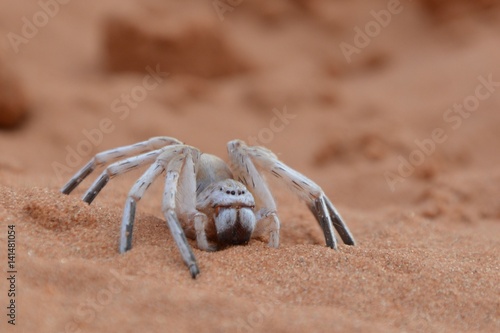 dancing white lady spider in the desert