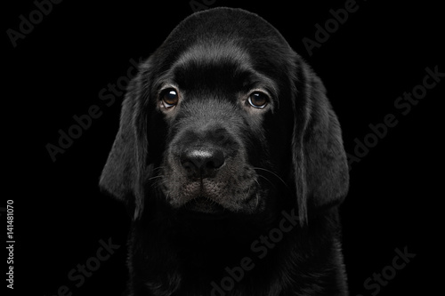 Closeup Portrait of sad Retriever puppy isolated on black background, front view © seregraff