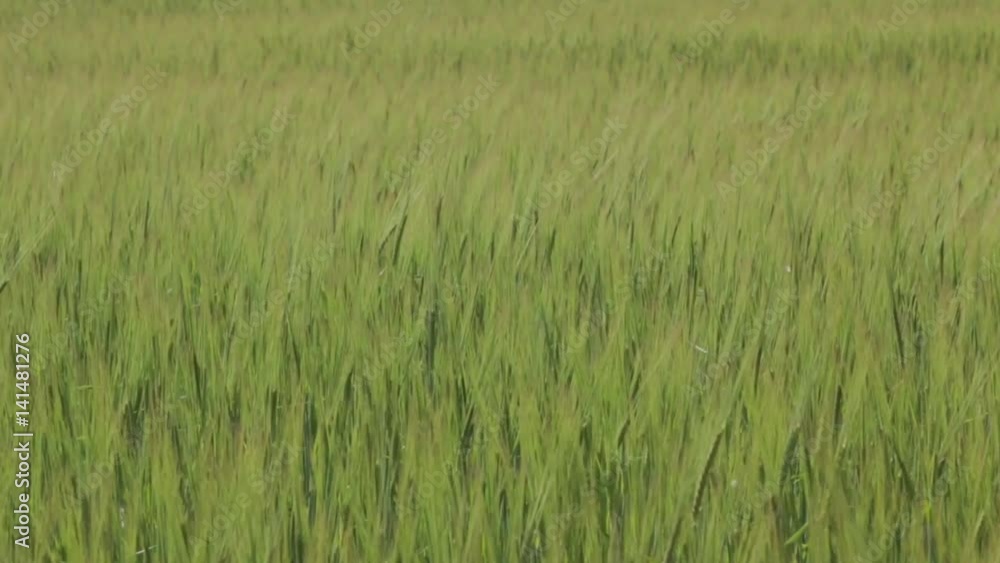Green Wheat Spikelets medium shot Green Wheat Spikelets medium shot