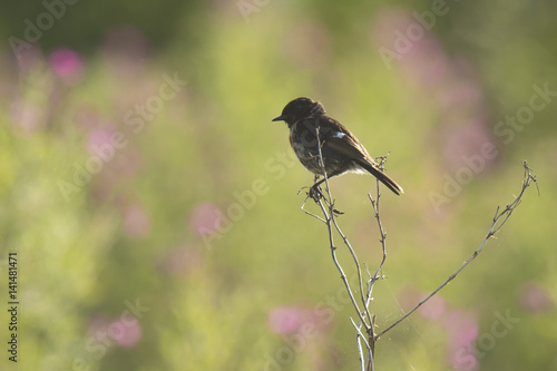 Stonechat, Saxicola rubicola, perching