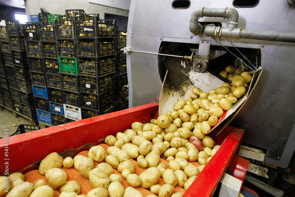 Cleaned potatoes on conveyor belt