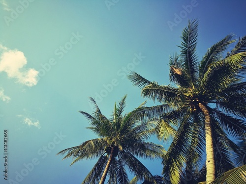 coconut tree on the beach  © Mallika