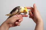 Colorful parrot bird (Corella/Nymphicus) sitting on the woman's hand isolated on gray background