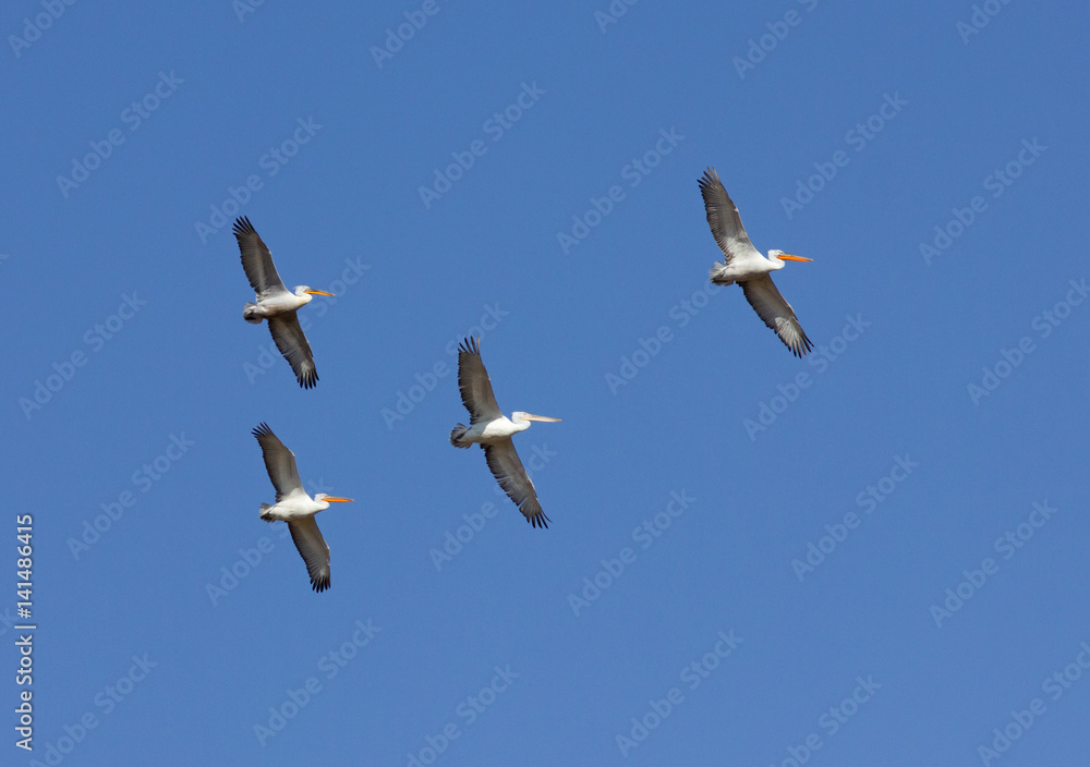 Dalmatian Pelicans (Pelecanus crispus) in flight above Manych lake, Kalmykia, Russia Dalmatian Pelicans (Pelecanus crispus) in flight above Manych lake, Kalmykia, Russia