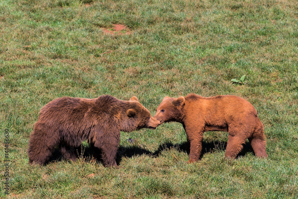 Brown bear (Ursus arctos) in Cabarceno Natural Park. Spain.