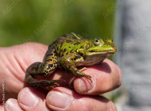 Green frog in a mans hand