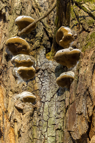 mushrooms on oak