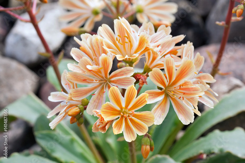 Lewisia cotyledon 'Elise Mixed'