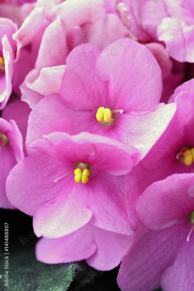 Saintpaulias (African violets, Saintpaulia ionantha) Saintpaulias (African violets, Saintpaulia ionantha)