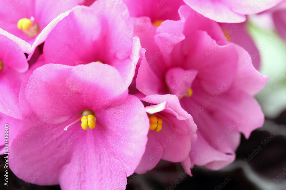 Saintpaulias (African violets, Saintpaulia ionantha) Saintpaulias (African violets, Saintpaulia ionantha)