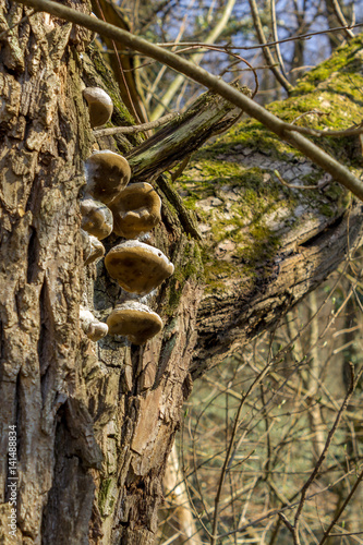 mushrooms on oak