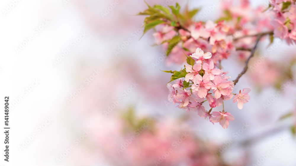 Cherry flowers and branch
