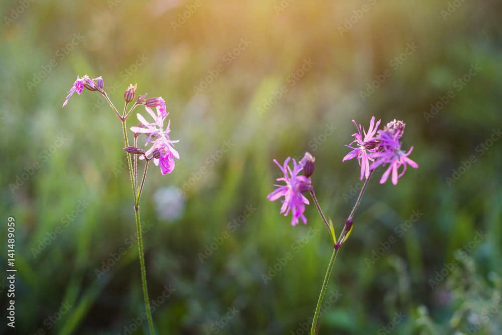 bright pink flowers in green garden in sunlight bright pink flowers in green garden in sunlight