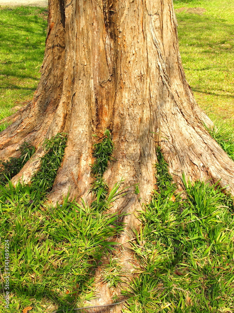 Obraz premium メタセコイアの根元