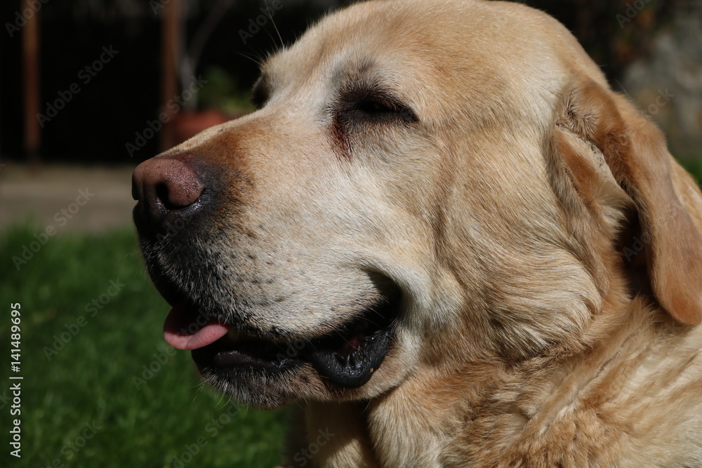 cute yellow labrador cute yellow labrador