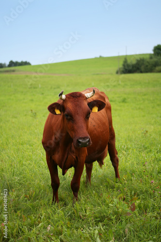 Cow on the summer field