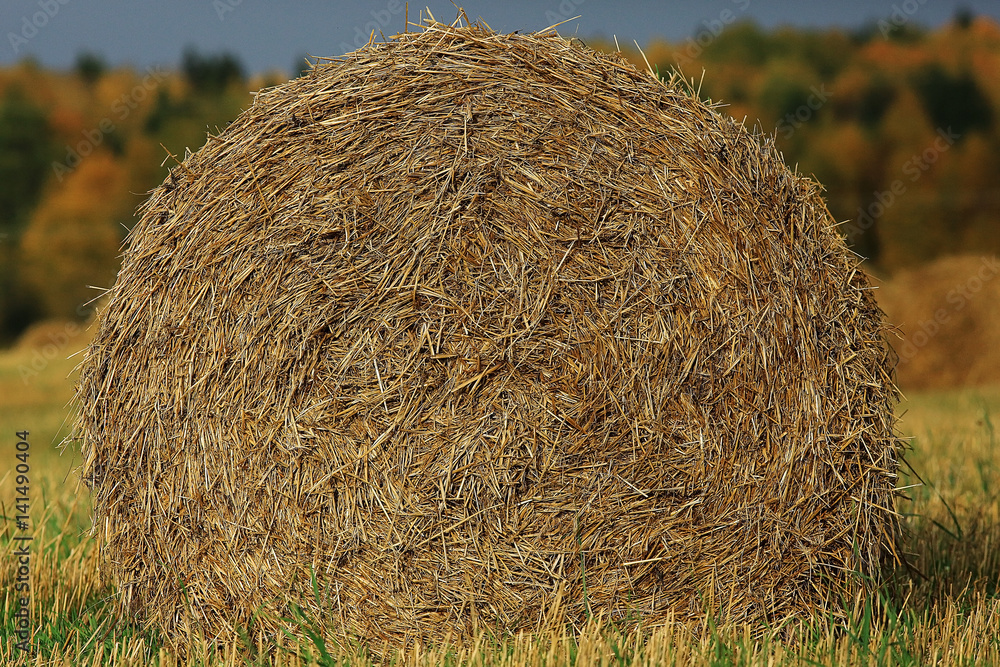 landscape haystacks in a field of autumn village landscape haystacks in a field of autumn village