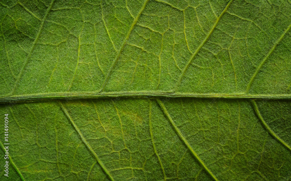 Green leaf Green leaf