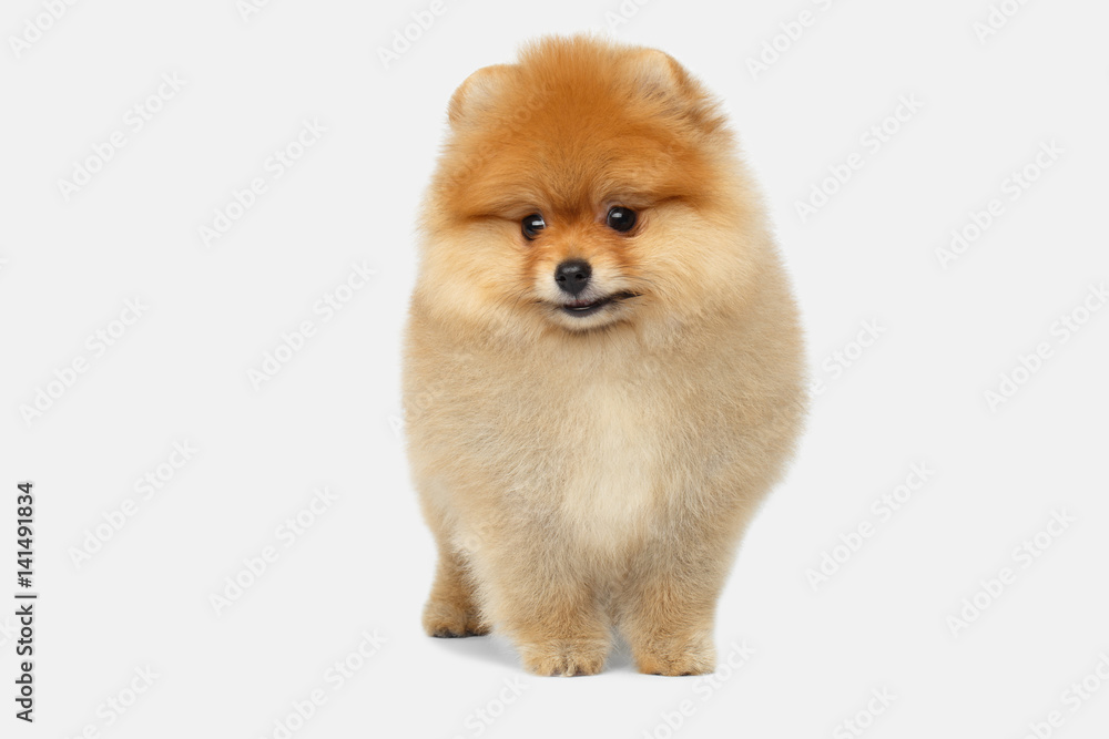 miniature Pomeranian Spitz puppy standing on white background, front view miniature Pomeranian Spitz puppy standing on white background, front view