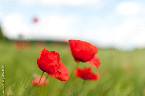 Klatschmohn/Corn Poppy