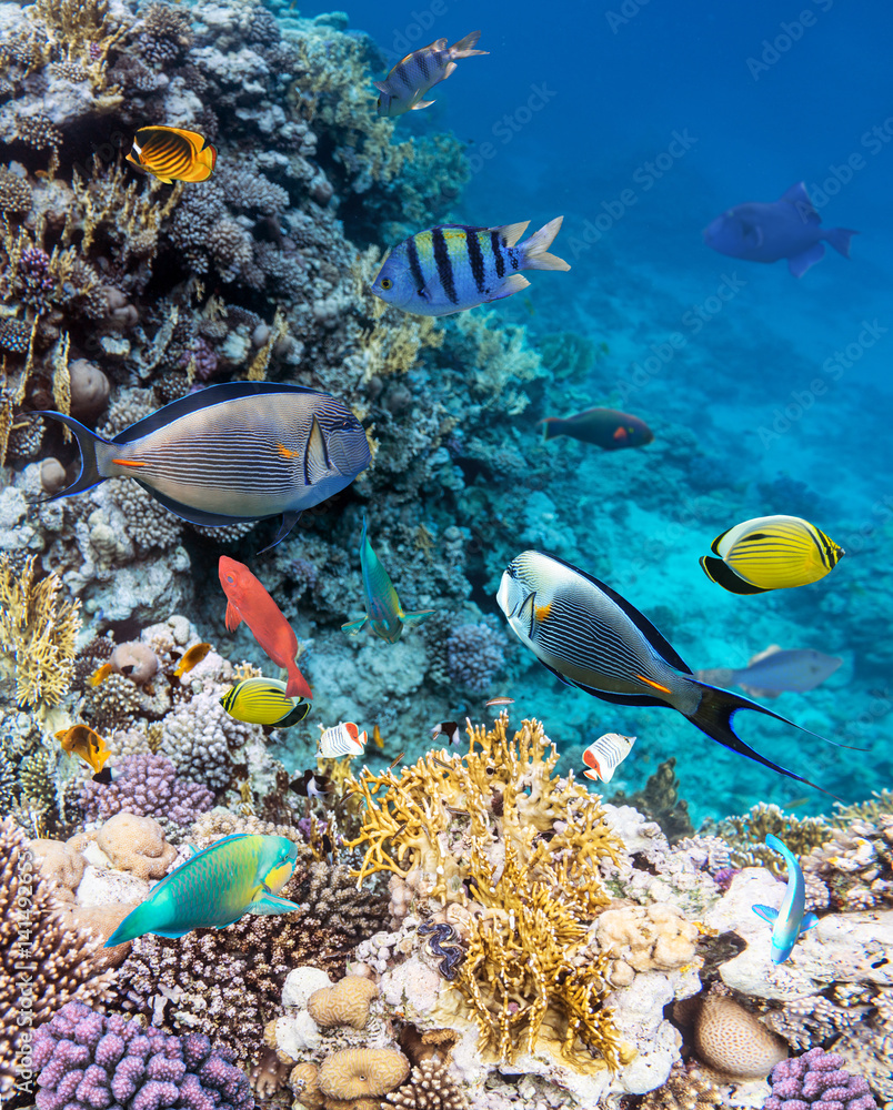 Obraz premium Kolorowe ryby rafy koralowej Morza Czerwonego.