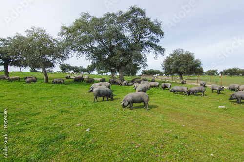 Iberian pigs in the Spanish countryside. photo