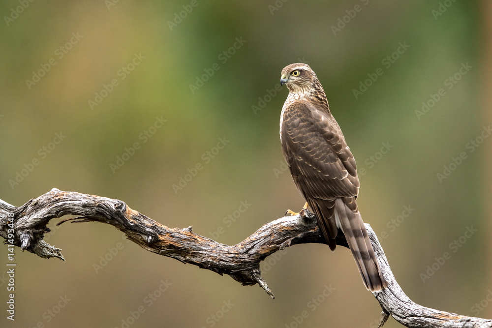 Fototapeta premium Sparrow hawk female Accipiter nisus sitting on a curved branch