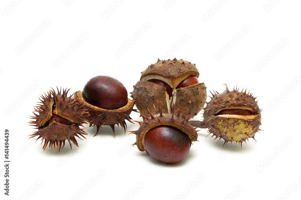 Fruits of chestnut isolated on white background close-up. Fruits of chestnut isolated on white background close-up.