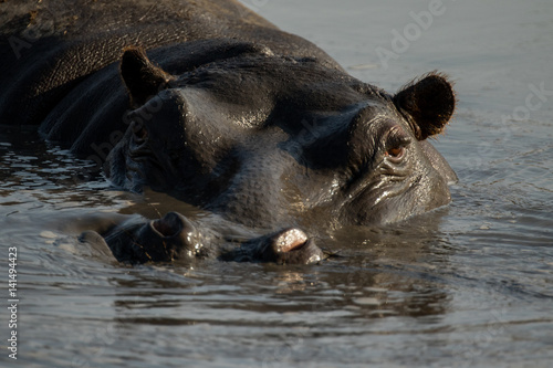 Hippo up close