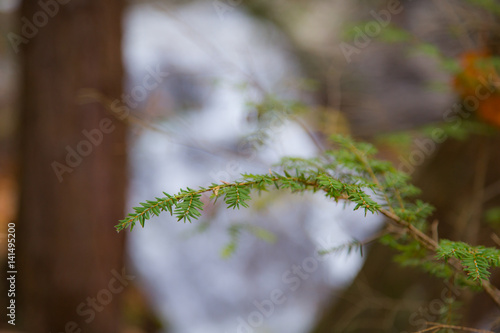 Eastern Hemlock Needles