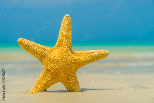 Starfish on the beach on a sunny day
