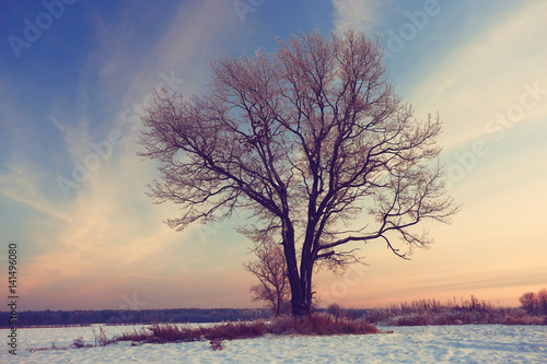 frosty winter morning landscape nature sunny © kichigin19
