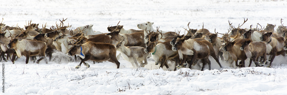 Fototapeta premium Reindeers migrate for a best grazing in the tundra nearby of polar circle in a cold winter day.
