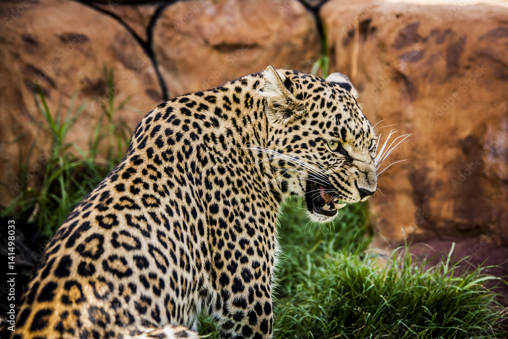 Fototapeta premium Leopard in africa