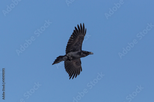 portrait of northern raven  Corvus corax  in flight