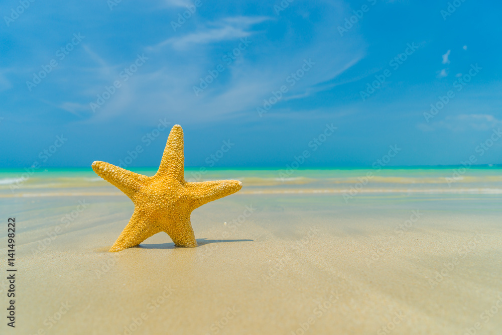 Starfish on the beach on a sunny day Starfish on the beach on a sunny day