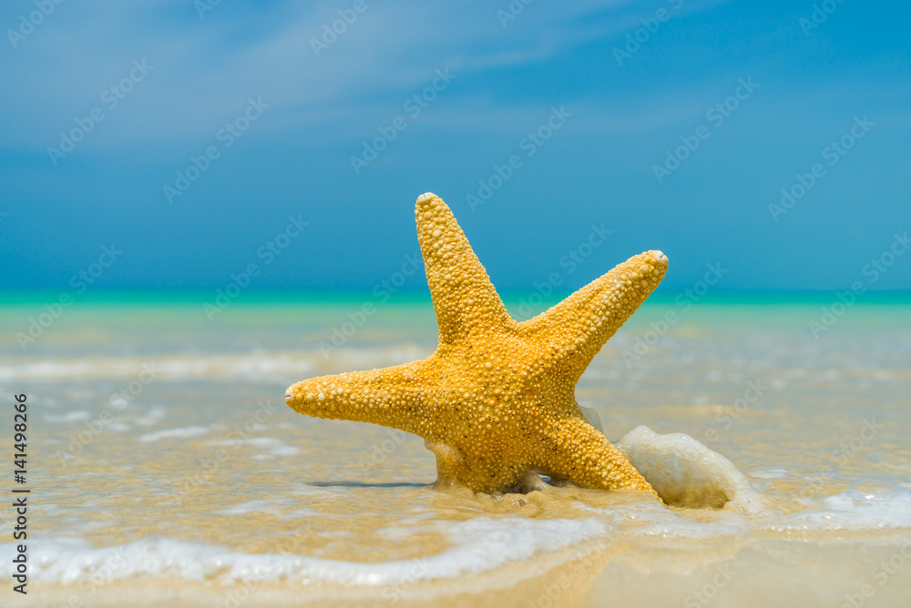 Starfish on the beach on a sunny day Starfish on the beach on a sunny day