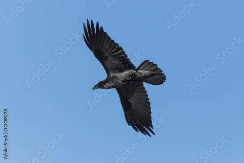portrait of northern raven  Corvus corax  in flight