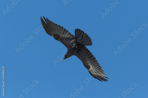 portrait of northern raven (Corvus corax) in flight