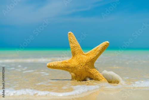 Starfish on the beach on a sunny day