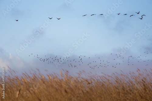 A beautiful early spring landscape with a flying flock of migratory geese over a forest of reeds